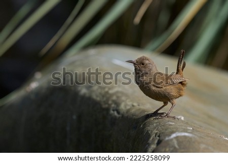 Cobb's Wren (Troglodytes cobbi) on a lichen covered piece of wood on the coast of Sea Lion Island in the Falkland Islands Royalty-Free Stock Photo #2225258099