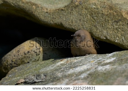 Young Cobb's Wren (Troglodytes cobbi) peering out from a boulder on the coast of Sea Lion Island in the Falkland Islands Royalty-Free Stock Photo #2225258831