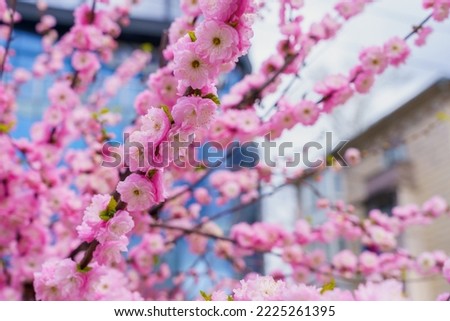 Flowers on a branch of a flowering sakura tree with selective focus on a blurred background. Defocused backdrop copy space for text