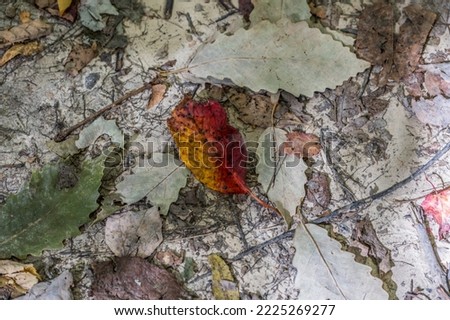 Mixture of organic debris on the forest ground with a variety of colors and textures forming a nature abstract on a sunny day in early autumn
