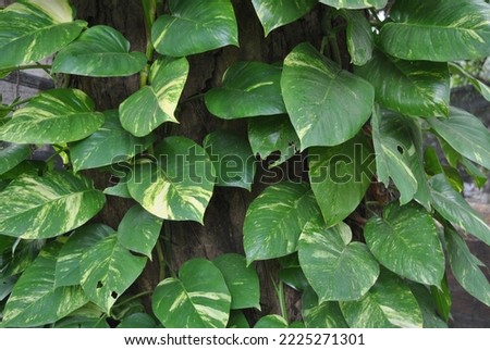 The boa constrictor plant is strong and invasive Royalty-Free Stock Photo #2225271301