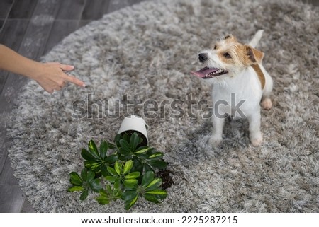 The girl punishes the dog with a hand gesture. Jack Russell Terrier turned the potted plant onto the carpet. Mess in the house.