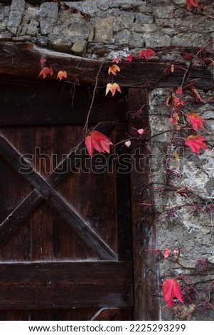Old farm wooden door of barn with red autumn grapes plant leaves on stone wall
