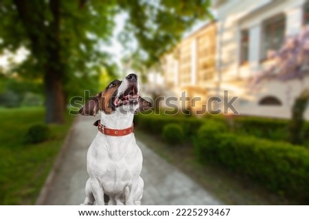 Happy young dog play on outdoors