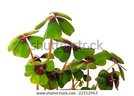 four leafed clover