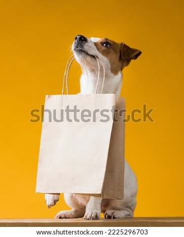 Portrait of a Jack Russell Terrier dog with a paper bag in his mouth on a yellow background. Copy space. High quality photo Royalty-Free Stock Photo #2225296703