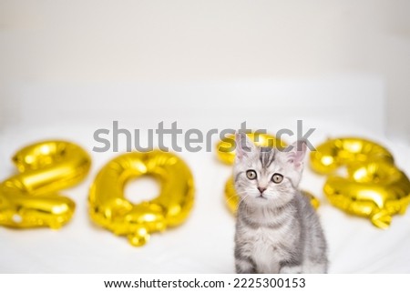 A gray cute kitten lies with gold balloons 2023 for the new year. Scottish cat for the new year and Christmas.