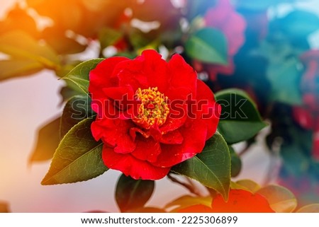 Camellia japonica Dr. Burnside  flower in spring garden. Red petals camellia in full bloom Royalty-Free Stock Photo #2225306899