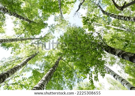 birch trees spring sunny photo on blue sky background bottom view