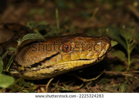 Reticulated Python (Malayopython reticulatus) from Thailand