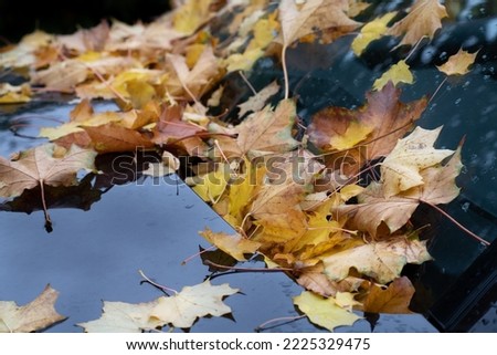 In autumn, after the rain, there are many colorful autumn leaves that have fallen from trees on a windshield.