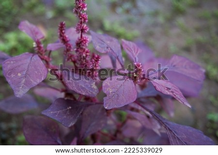 Stock photos of plants in the garden and yard