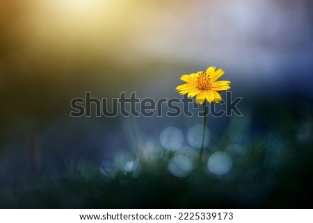 yellow wildflowers in the yard