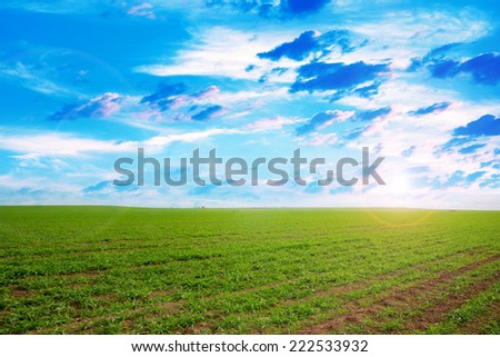 beautiful green herb on the field and celestial landscape