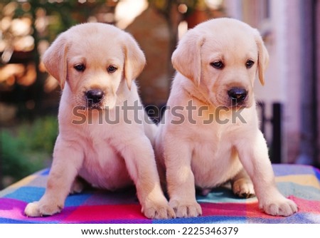            two white beautiful cute labrador puppies are sitting on a bright table on the street looking into the cell. background picture                    