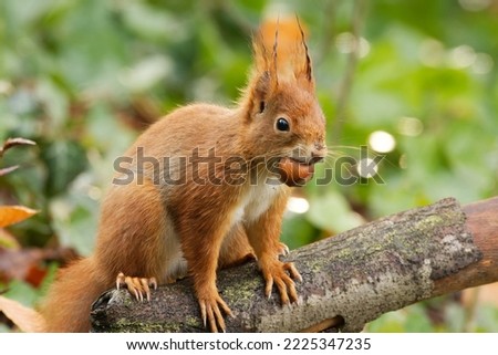 wet squirrel after a rain shower with a hazelnut in its mouth Royalty-Free Stock Photo #2225347235