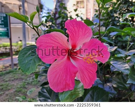 The blooming hibiscus flower has red petals looking beautiful in a garden in the morning