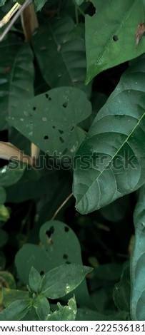 Green leaves for background and wallpaper with deep color. Natural wallpaper made of dark green leaves photo. 