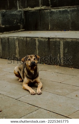 A dog sitting alone behind an outdoor staircase.