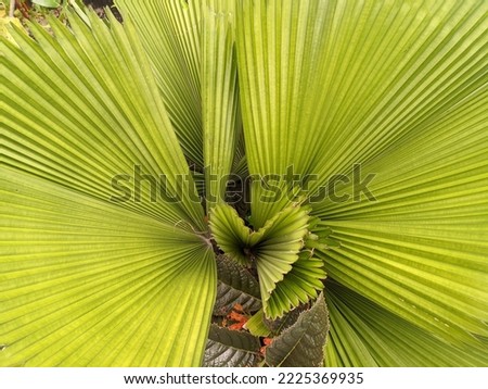 a photo of a palm tree's green leaves blooming like a traditional fan