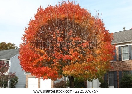 Autumn or fall leaf colors.