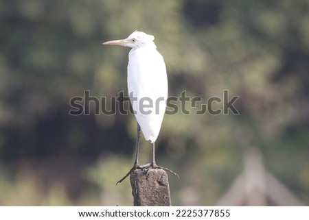 View of Perched cattle Egret