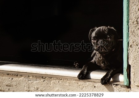 A Black Pug with a dark backdrop sitting in door frame
