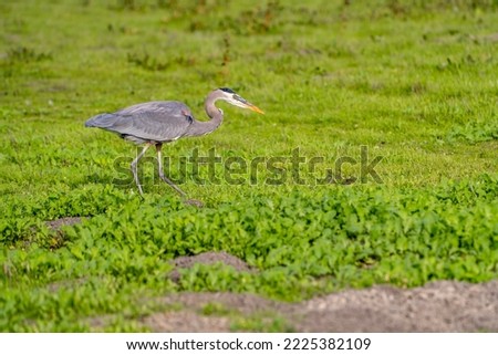 Great Blue Heron (Ardea herodias) hunting for gopher in a meadow. 