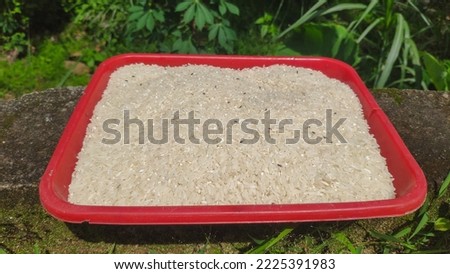 Drying rice on a red tray, rice mixed with fleas. save rice to eat