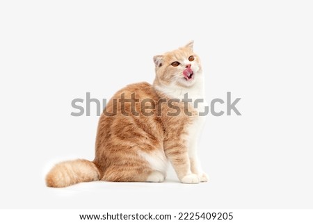 Cats are eating snacks from plastic bags on white background.  Kittens are eating food from the hands of women with Red plastic envelope.