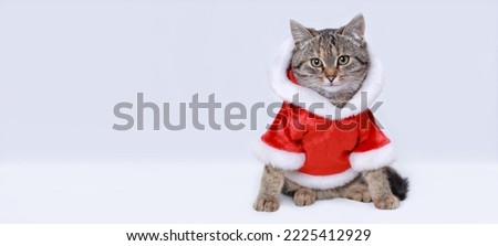 New Year greeting card. Symbol of the year 2024. Cat in Santa costume. Kitten on the white background. Kitten Santa Claus.  Merry Christmas. Happy New Year. Winter. Space for text. Web banner 