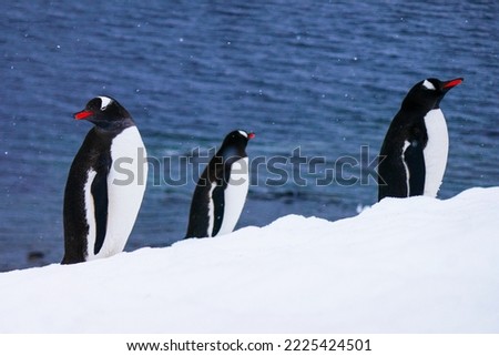 Penguin with snow, ice, ocean or land in the background