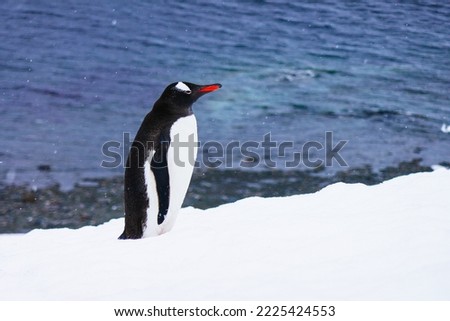 Penguin with snow, ice, ocean or land in the background