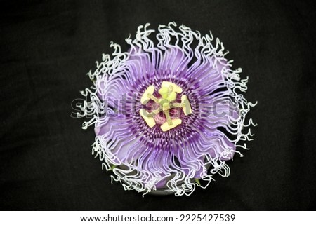 Purple colored Passion flower (Passiflora cincinnata) in bloom Royalty-Free Stock Photo #2225427539