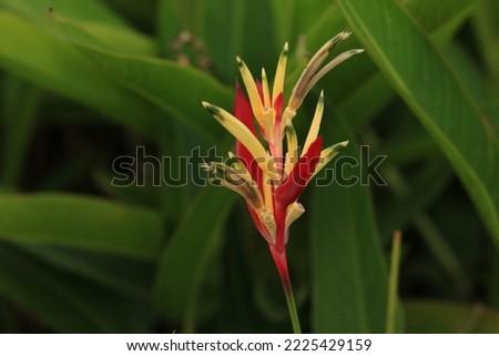 Heliconia rostrata inflorescence (lobster-claws, toucan peak, wild plantains or false bird-of-paradise)
