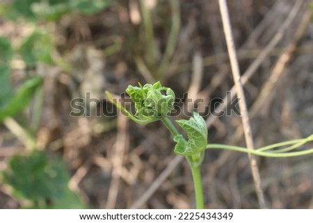 Bottle gourd plant. It is a vine grown for its fruit. Its other names Calabash, Lagenaria siceraria,  white flowered gourd, long melon, birdhouse gourd, Stock Image