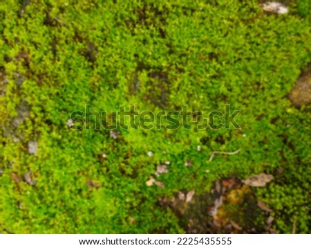 defocused background Bryophyta. This plant is a non-vascular plant and a spore-forming plant Royalty-Free Stock Photo #2225435555