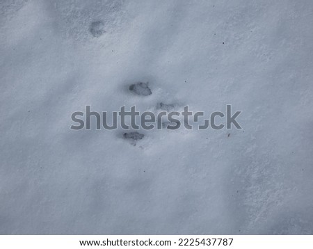 Ground covered with snow and Eurasian Red Squirrel (Sciurus vulgaris) footprints of four paws in the snow after snowfall in winter