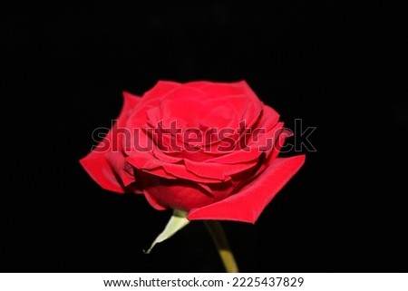 Out of all the flowers that bloom in this world, the red rose is by far the most beautiful of all.