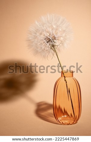 Composition with dandelion. Giant dandelion in a glass vase. Light and a shadow. Beige background with copy space.