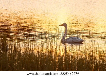 An adult Whooper swan swimming on a small lake during a beautiful sunset near Kuusamo, Northern Finland	 Royalty-Free Stock Photo #2225460279