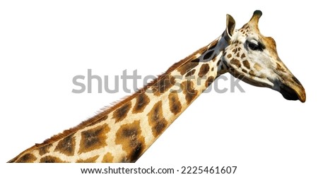 portrait of a giraffe on a white background close-up                            