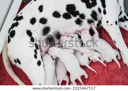Dalmatian Puppies. Spotted Dog Dalmatian Puppy. Dalmatian Dog Animal Puppies. Black and white puppies. Pet Dalmatian Puppy Dog. Mum Dog with babies. Cute baby animals. Cute puppies feeding.  Royalty-Free Stock Photo #2225467117