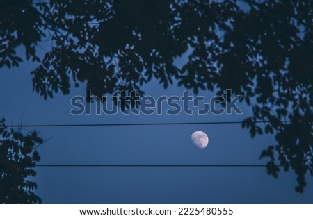 The silhouette of tree leaves with background of evening sky and half moon