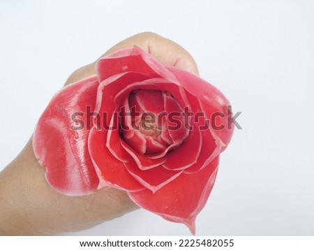 Etlingera elatior flower isolated on white background or commonly called kecombrang is a type of spice plant and is an annual herb-shaped plant whose flowers, fruits and seeds are used as vegetable 