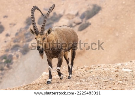 The Nubian ibex (Capra nubiana)  is a desert-dwelling goat species found in mountainous areas of Algeria, Egypt, Ethiopia, Eritrea, Israel, Jordan, Lebanon, Oman, Saudi Arabia, Sudan, and Yemen. 