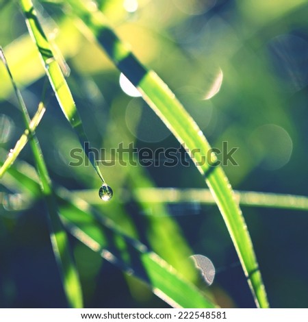 dew in the grass