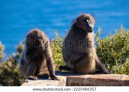 Baboons in South Africa sitting on a wall