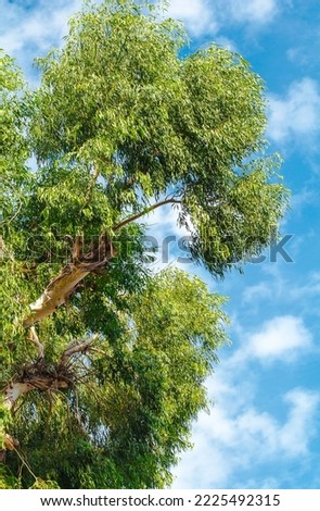 crown of  eucalyptus tree against  blue sky. Eucalyptus (Latin Eucalyptus) is an extensive genus of evergreen woody plants (trees and shrubs) of  Myrtle family (Myrtaceae). Botany. Royalty-Free Stock Photo #2225492315