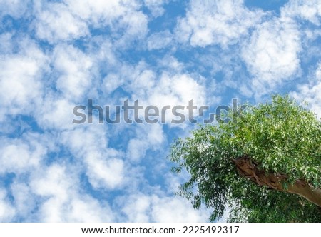 crown of  eucalyptus tree against  blue sky. Eucalyptus (Latin Eucalyptus) is an extensive genus of evergreen woody plants (trees and shrubs) of  Myrtle family (Myrtaceae). Botany. Royalty-Free Stock Photo #2225492317